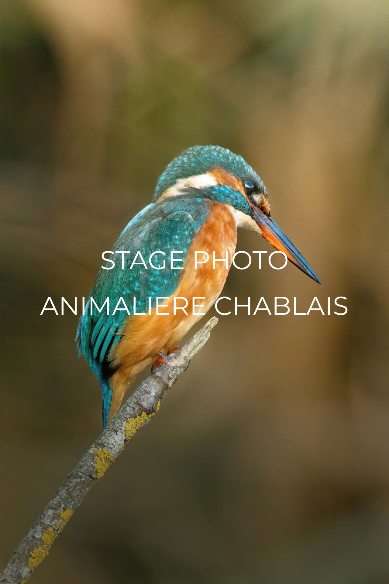 Stage photo animalière Chablais