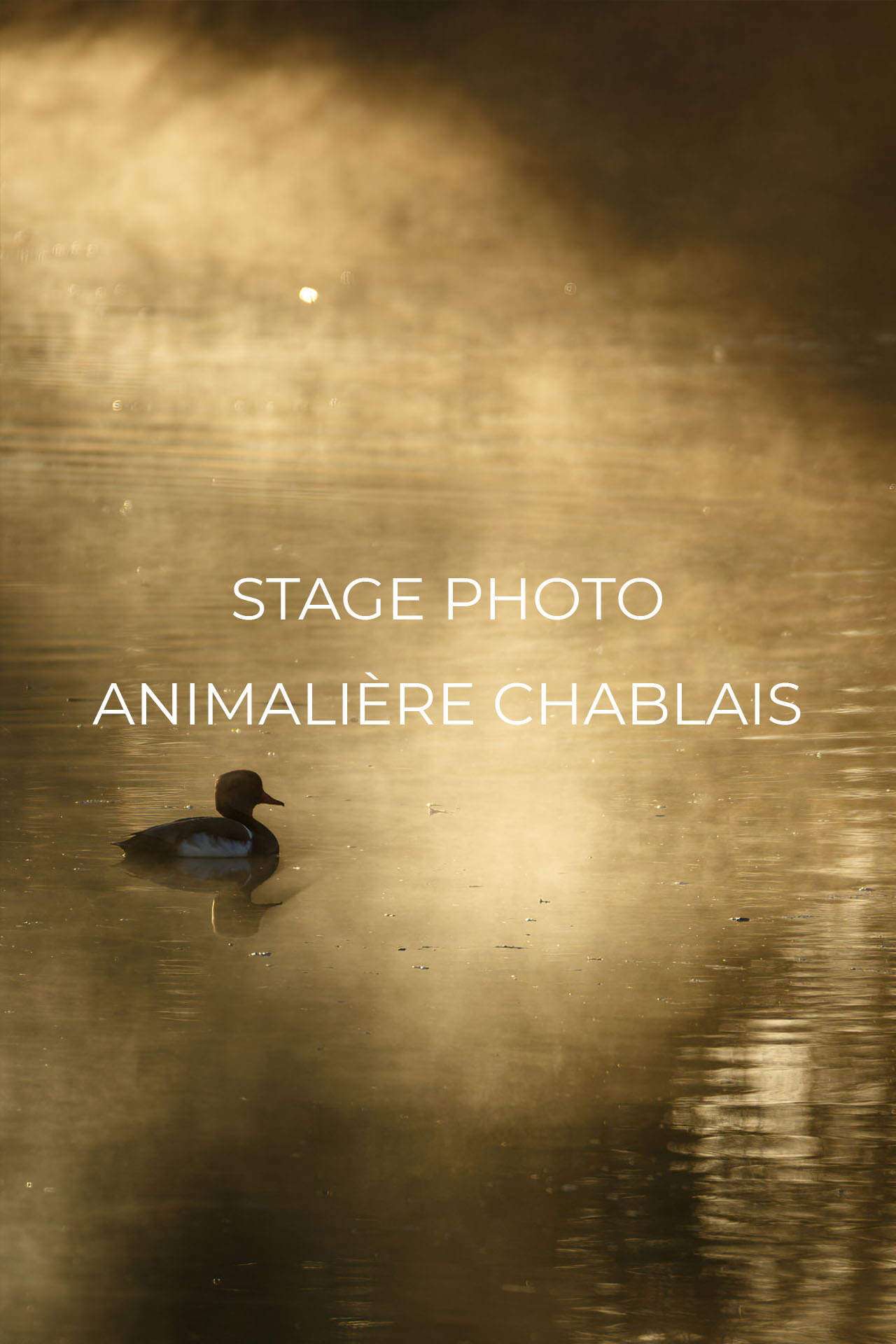 Stage photo animalière Chablais