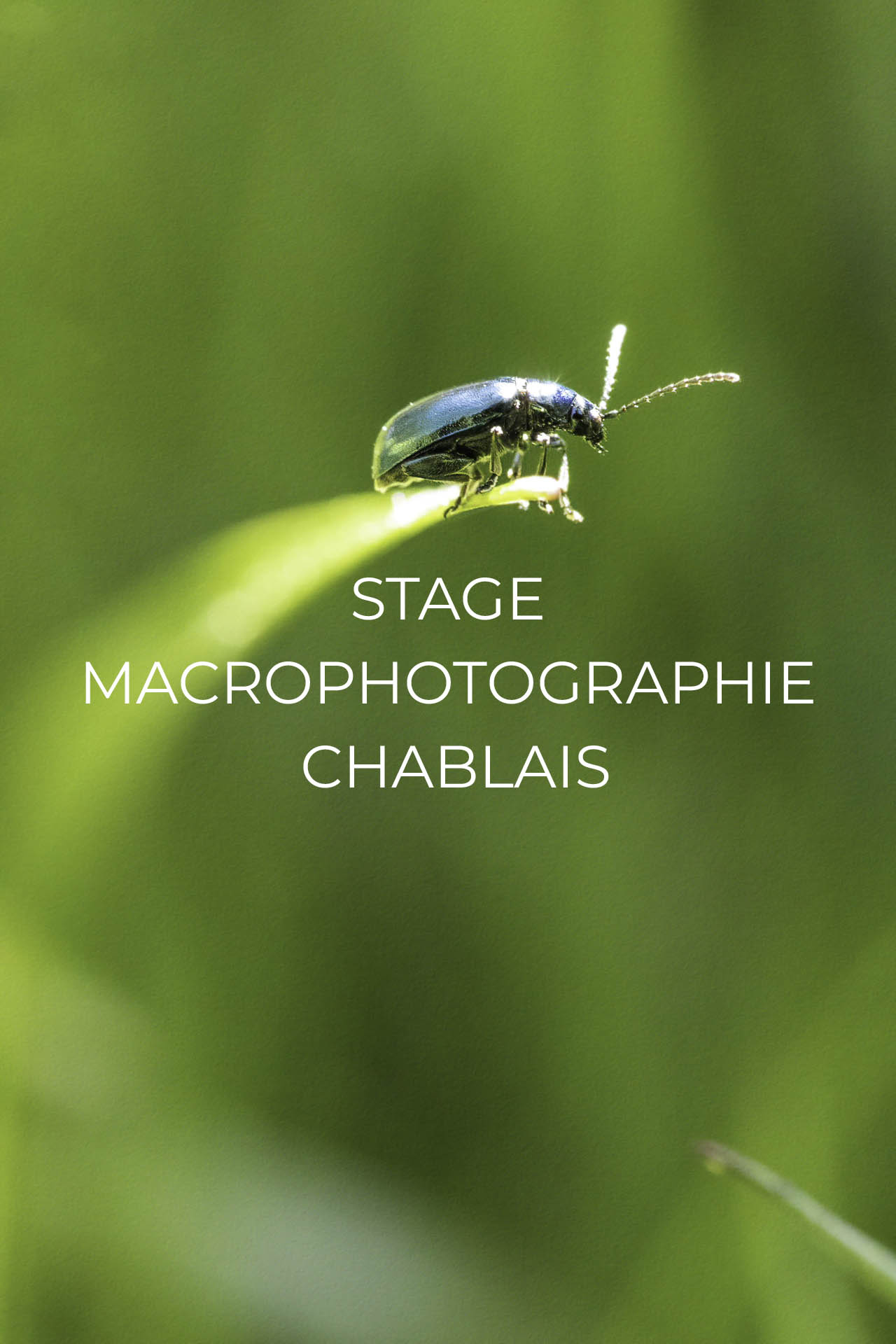 Stage macrophotographie Chablais